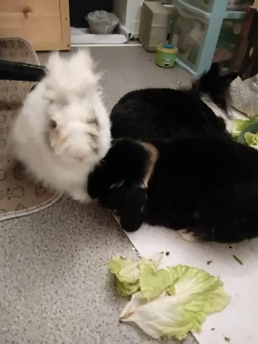 Klicke auf die Grafik f�r eine gr��ere Ansicht

Name:	IMG-20260222-WA0118.jpg
Hits:	0
Gr��e:	92,7 KB
ID:	216309