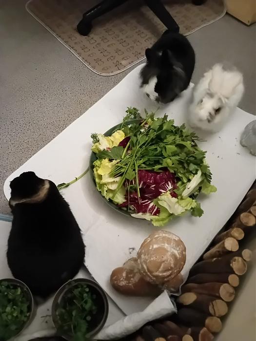 Klicke auf die Grafik f�r eine gr��ere Ansicht

Name:	IMG-20260222-WA0114.jpg
Hits:	0
Gr��e:	145,8 KB
ID:	216310