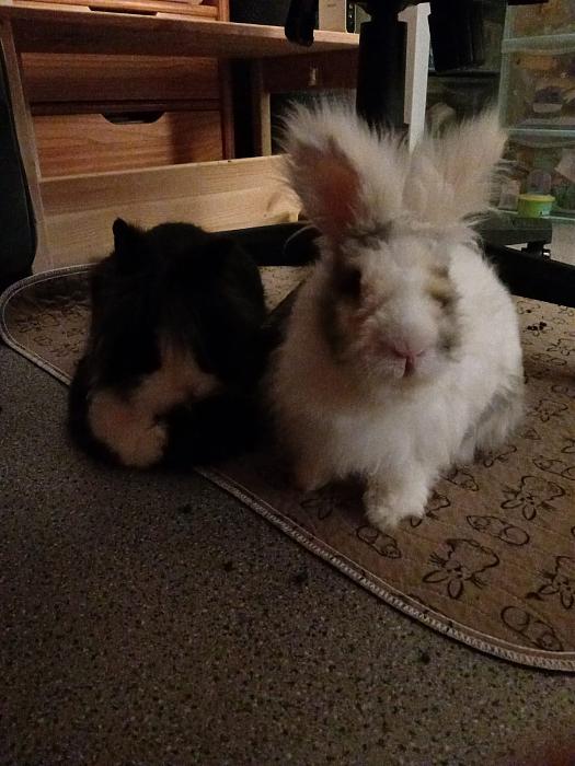 Klicke auf die Grafik f�r eine gr��ere Ansicht

Name:	IMG-20260222-WA0109.jpg
Hits:	0
Gr��e:	184,1 KB
ID:	216312