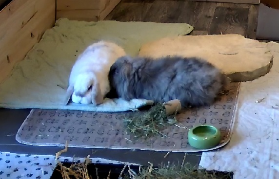 Klicke auf die Grafik f�r eine gr��ere Ansicht

Name:	Screenshot_20260226_032328_Reolink.jpg
Hits:	31
Gr��e:	74,2 KB
ID:	216327