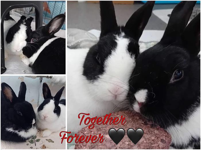 Klicke auf die Grafik f�r eine gr��ere Ansicht

Name:	IMG-20260301-WA0072.jpg
Hits:	0
Gr��e:	150,9 KB
ID:	216367