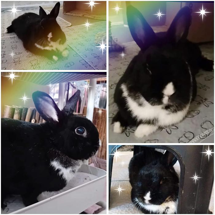 Klicke auf die Grafik f�r eine gr��ere Ansicht

Name:	IMG-20260301-WA0070.jpg
Hits:	0
Gr��e:	180,6 KB
ID:	216368