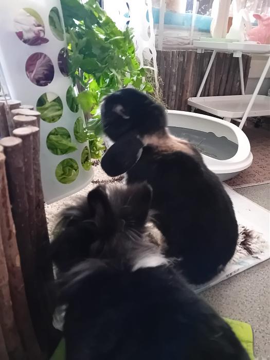 Klicke auf die Grafik f�r eine gr��ere Ansicht

Name:	IMG-20260301-WA0081.jpg
Hits:	0
Gr��e:	128,3 KB
ID:	216375