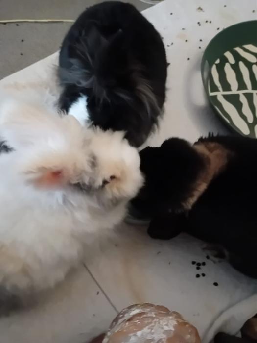 Klicke auf die Grafik f�r eine gr��ere Ansicht

Name:	IMG-20260301-WA0075.jpg
Hits:	0
Gr��e:	68,4 KB
ID:	216377