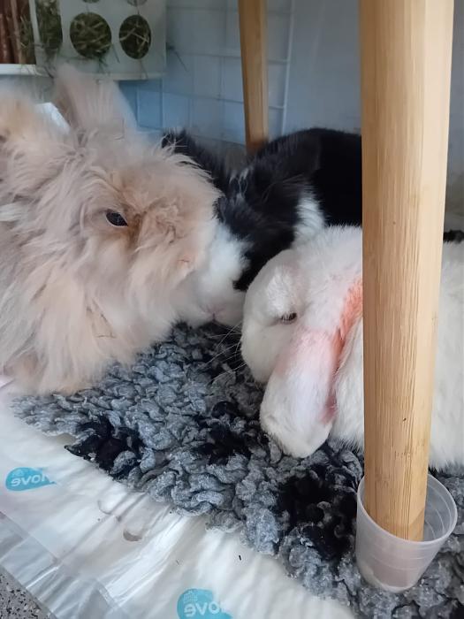 Klicke auf die Grafik f�r eine gr��ere Ansicht

Name:	IMG-20260301-WA0079.jpg
Hits:	0
Gr��e:	137,7 KB
ID:	216379