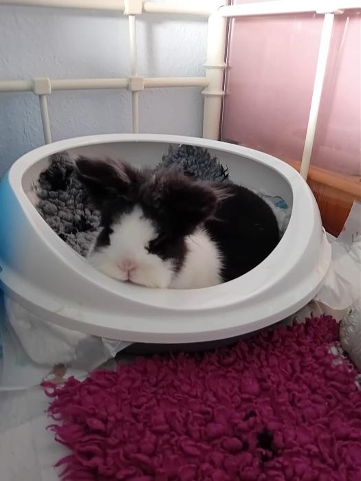 Klicke auf die Grafik f�r eine gr��ere Ansicht

Name:	IMG-20260301-WA0076.jpg
Hits:	0
Gr��e:	99,9 KB
ID:	216380