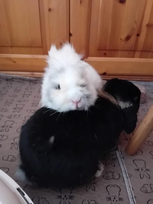 Klicke auf die Grafik f�r eine gr��ere Ansicht

Name:	IMG-20260308-WA0084.jpg
Hits:	0
Gr��e:	119,2 KB
ID:	216392