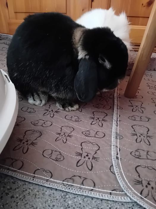 Klicke auf die Grafik f�r eine gr��ere Ansicht

Name:	IMG-20260308-WA0083.jpg
Hits:	0
Gr��e:	198,5 KB
ID:	216394