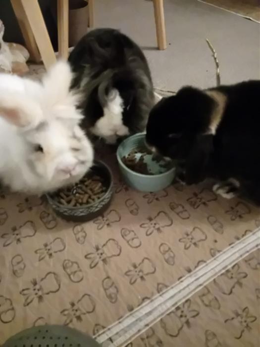 Klicke auf die Grafik f�r eine gr��ere Ansicht

Name:	IMG-20260308-WA0074.jpg
Hits:	0
Gr��e:	140,4 KB
ID:	216395