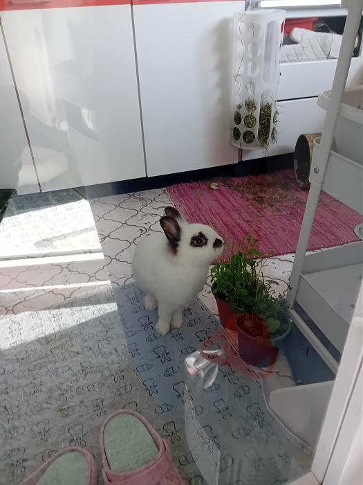 Klicke auf die Grafik f�r eine gr��ere Ansicht

Name:	IMG-20260308-WA0087.jpg
Hits:	0
Gr��e:	200,5 KB
ID:	216396