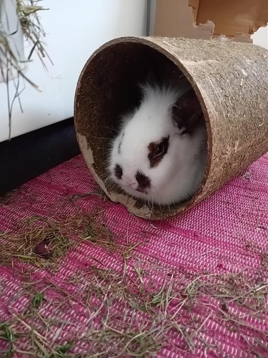 Klicke auf die Grafik f�r eine gr��ere Ansicht

Name:	IMG-20260308-WA0085.jpg
Hits:	0
Gr��e:	314,5 KB
ID:	216397