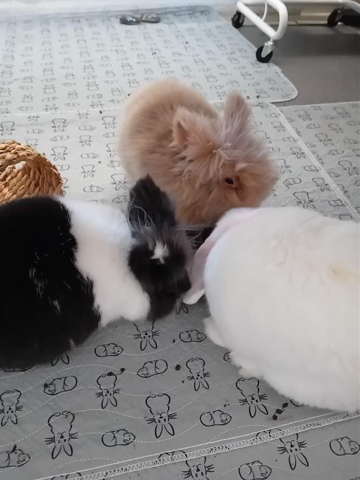 Klicke auf die Grafik f�r eine gr��ere Ansicht

Name:	IMG-20260308-WA0080.jpg
Hits:	0
Gr��e:	181,7 KB
ID:	216403