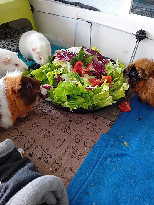 Klicke auf die Grafik f�r eine gr��ere Ansicht

Name:	IMG-20260308-WA0086.jpg
Hits:	0
Gr��e:	301,1 KB
ID:	216406