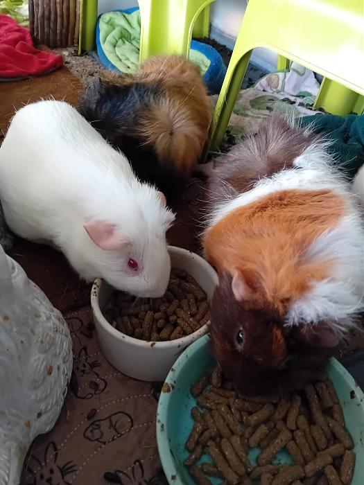 Klicke auf die Grafik f�r eine gr��ere Ansicht

Name:	IMG-20260308-WA0081.jpg
Hits:	0
Gr��e:	224,8 KB
ID:	216407