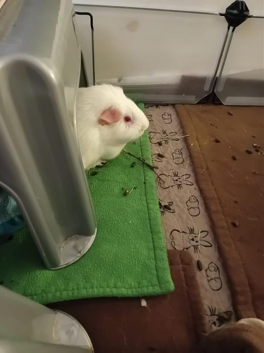 Klicke auf die Grafik f�r eine gr��ere Ansicht

Name:	IMG-20260308-WA0073.jpg
Hits:	0
Gr��e:	148,9 KB
ID:	216410