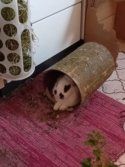 Klicke auf die Grafik f�r eine gr��ere Ansicht

Name:	IMG-20260315-WA0069.jpg
Hits:	0
Gr��e:	294,2 KB
ID:	216435