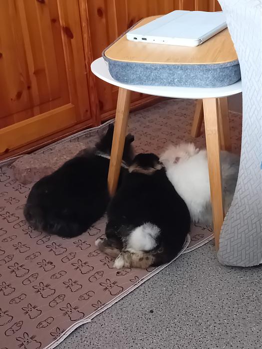 Klicke auf die Grafik f�r eine gr��ere Ansicht

Name:	IMG-20260315-WA0061.jpg
Hits:	0
Gr��e:	231,5 KB
ID:	216440