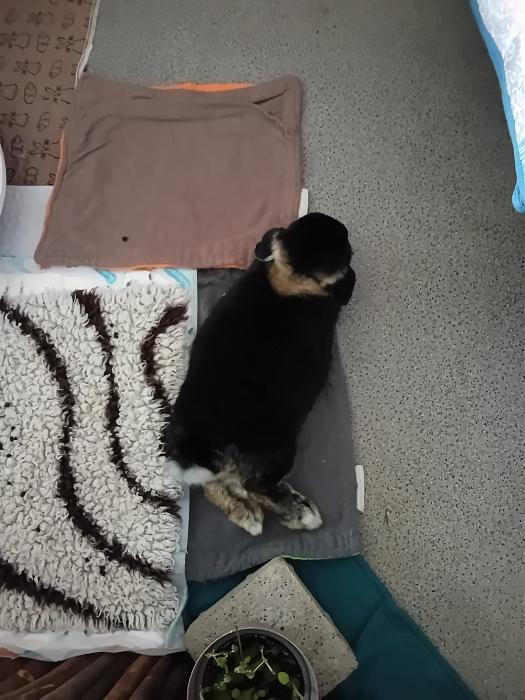 Klicke auf die Grafik f�r eine gr��ere Ansicht

Name:	IMG-20260315-WA0071.jpg
Hits:	0
Gr��e:	255,4 KB
ID:	216441