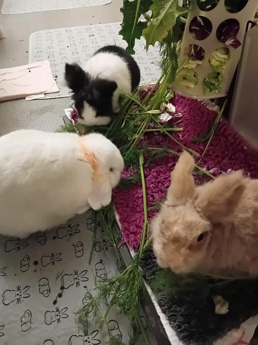 Klicke auf die Grafik f�r eine gr��ere Ansicht

Name:	IMG-20260315-WA0057.jpg
Hits:	0
Gr��e:	224,0 KB
ID:	216456