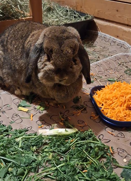 Klicke auf die Grafik f�r eine gr��ere Ansicht

Name:	Screenshot_20260316_191055_Gallery(1).jpg
Hits:	0
Gr��e:	221,5 KB
ID:	216467