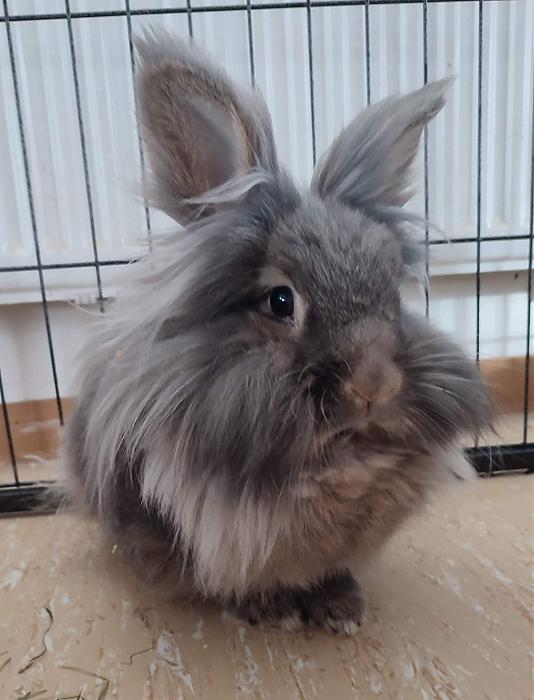 Klicke auf die Grafik f�r eine gr��ere Ansicht

Name:	Balou_nah (1).jpg
Hits:	0
Gr��e:	211,6 KB
ID:	216468