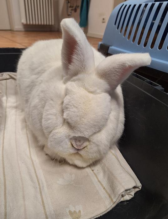 Klicke auf die Grafik f�r eine gr��ere Ansicht

Name:	Screenshot_20260319_224508_Gallery.jpg
Hits:	0
Gr��e:	133,7 KB
ID:	216472