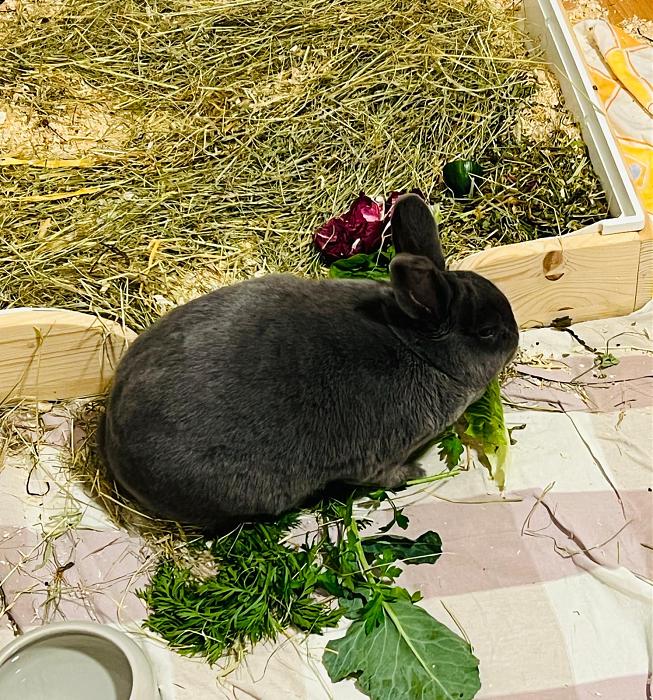 Klicke auf die Grafik f�r eine gr��ere Ansicht

Name:	f93d7807-485e-4a67-b926-491645e3c6a0.jpg
Hits:	0
Gr��e:	96,8 KB
ID:	216475