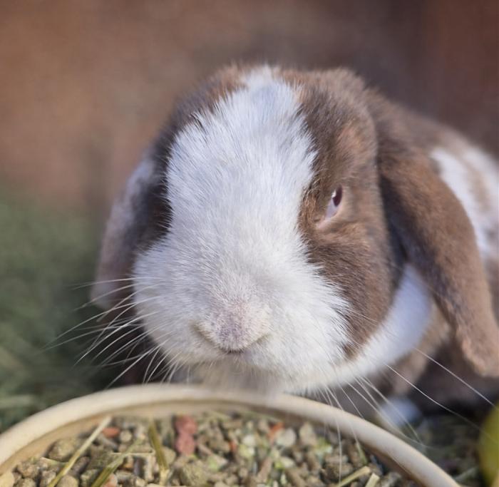 Klicke auf die Grafik f�r eine gr��ere Ansicht

Name:	Kaninchen mit Futter im Fokus.jpg
Hits:	0
Gr��e:	36,9 KB
ID:	216479