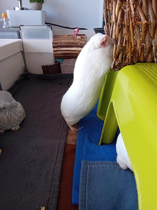 Klicke auf die Grafik f�r eine gr��ere Ansicht

Name:	IMG-20260322-WA0074.jpg
Hits:	0
Gr��e:	263,8 KB
ID:	216483