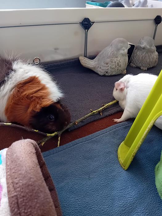 Klicke auf die Grafik f�r eine gr��ere Ansicht

Name:	IMG-20260322-WA0073.jpg
Hits:	0
Gr��e:	298,8 KB
ID:	216484