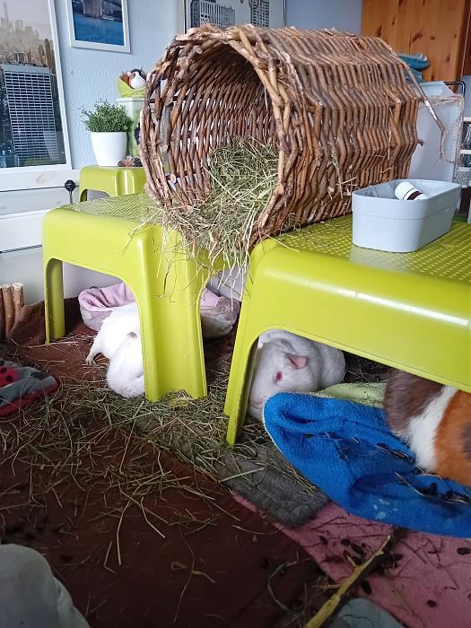 Klicke auf die Grafik f�r eine gr��ere Ansicht

Name:	IMG-20260322-WA0069.jpg
Hits:	0
Gr��e:	311,6 KB
ID:	216485