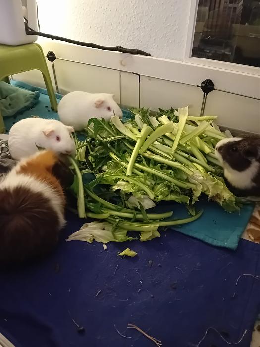 Klicke auf die Grafik f�r eine gr��ere Ansicht

Name:	IMG-20260322-WA0064.jpg
Hits:	0
Gr��e:	205,9 KB
ID:	216486