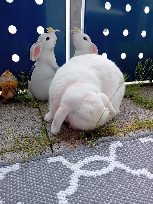 Klicke auf die Grafik f�r eine gr��ere Ansicht

Name:	IMG-20260322-WA0066.jpg
Hits:	0
Gr��e:	310,1 KB
ID:	216488