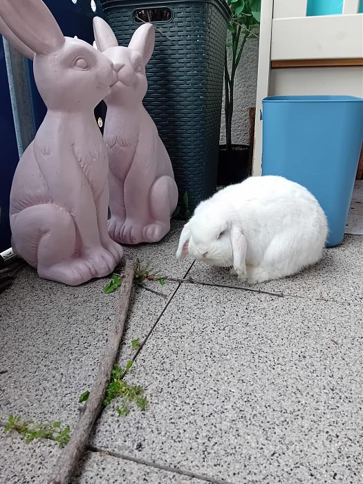 Klicke auf die Grafik f�r eine gr��ere Ansicht

Name:	IMG-20260322-WA0065.jpg
Hits:	0
Gr��e:	313,1 KB
ID:	216490