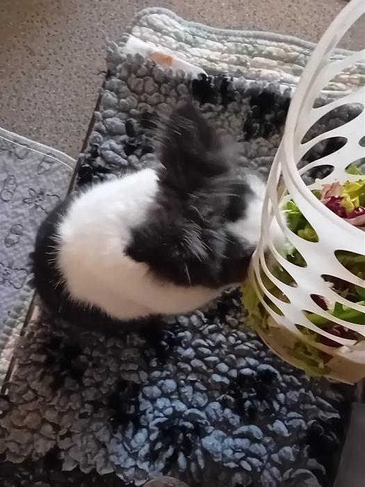 Klicke auf die Grafik f�r eine gr��ere Ansicht

Name:	IMG-20260322-WA0063.jpg
Hits:	0
Gr��e:	230,9 KB
ID:	216491