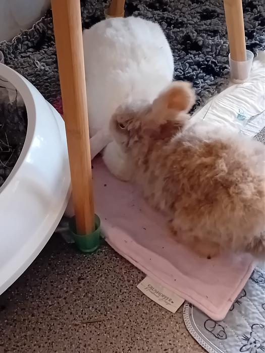 Klicke auf die Grafik f�r eine gr��ere Ansicht

Name:	IMG-20260322-WA0062.jpg
Hits:	0
Gr��e:	222,9 KB
ID:	216492