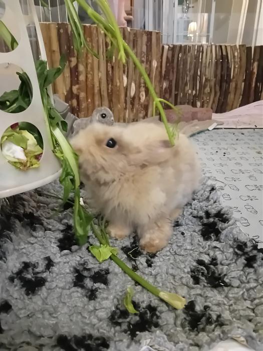 Klicke auf die Grafik f�r eine gr��ere Ansicht

Name:	IMG-20260322-WA0060.jpg
Hits:	0
Gr��e:	236,8 KB
ID:	216493