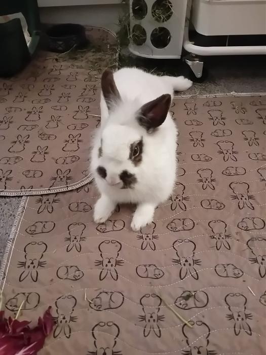 Klicke auf die Grafik f�r eine gr��ere Ansicht

Name:	IMG-20260322-WA0061.jpg
Hits:	0
Gr��e:	210,6 KB
ID:	216496