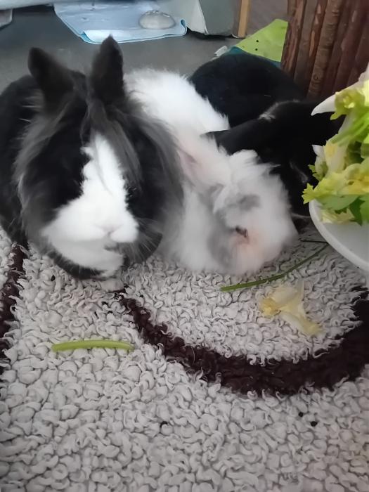 Klicke auf die Grafik f�r eine gr��ere Ansicht

Name:	IMG-20260322-WA0071.jpg
Hits:	0
Gr��e:	208,8 KB
ID:	216498