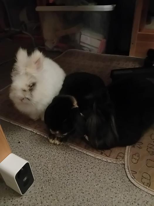 Klicke auf die Grafik f�r eine gr��ere Ansicht

Name:	IMG-20260322-WA0058.jpg
Hits:	0
Gr��e:	145,8 KB
ID:	216500