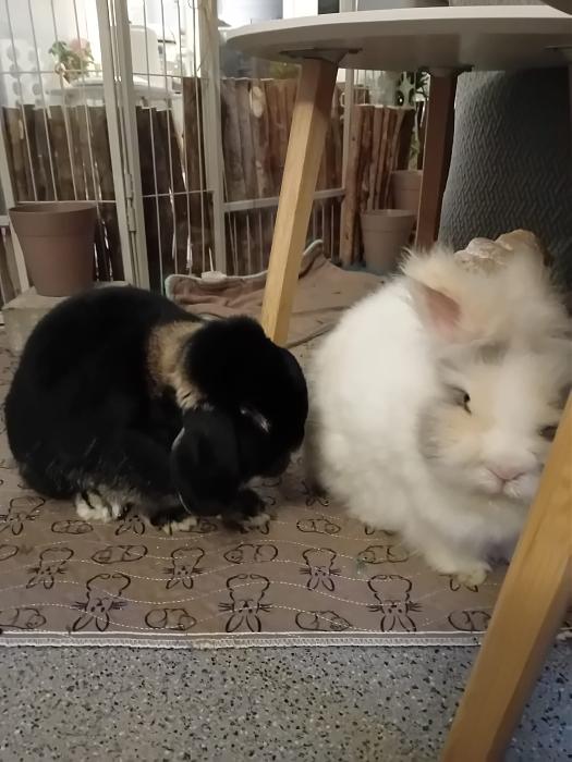 Klicke auf die Grafik f�r eine gr��ere Ansicht

Name:	IMG-20260322-WA0057.jpg
Hits:	0
Gr��e:	204,7 KB
ID:	216501