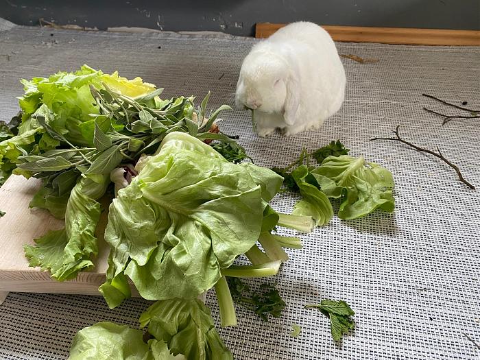 Klicke auf die Grafik f�r eine gr��ere Ansicht

Name:	01df11d3-c203-43d1-a21a-73e717e96558.jpg
Hits:	0
Gr��e:	122,7 KB
ID:	216504