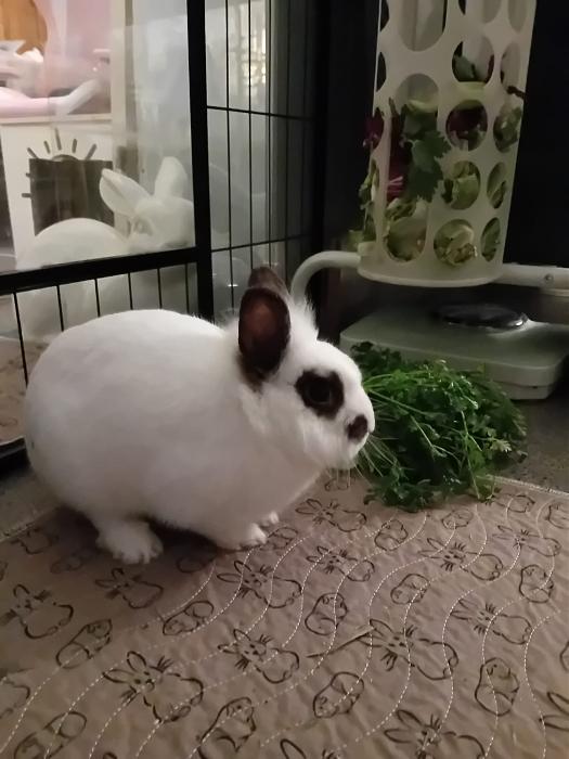 Klicke auf die Grafik f�r eine gr��ere Ansicht

Name:	IMG-20260329-WA0064.jpg
Hits:	0
Gr��e:	182,7 KB
ID:	216527