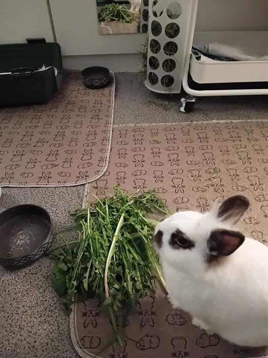 Klicke auf die Grafik f�r eine gr��ere Ansicht

Name:	IMG-20260329-WA0061.jpg
Hits:	0
Gr��e:	296,8 KB
ID:	216528