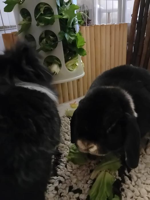 Klicke auf die Grafik f�r eine gr��ere Ansicht

Name:	IMG-20260329-WA0075.jpg
Hits:	0
Gr��e:	143,8 KB
ID:	216530