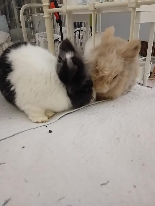 Klicke auf die Grafik f�r eine gr��ere Ansicht

Name:	IMG-20260329-WA0073.jpg
Hits:	0
Gr��e:	123,6 KB
ID:	216533