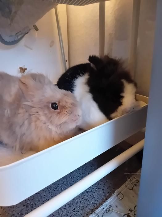 Klicke auf die Grafik f�r eine gr��ere Ansicht

Name:	IMG-20260329-WA0069.jpg
Hits:	0
Gr��e:	147,9 KB
ID:	216535