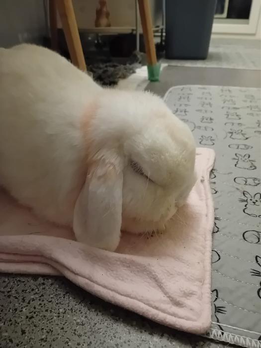 Klicke auf die Grafik f�r eine gr��ere Ansicht

Name:	IMG-20260329-WA0068.jpg
Hits:	0
Gr��e:	166,0 KB
ID:	216536