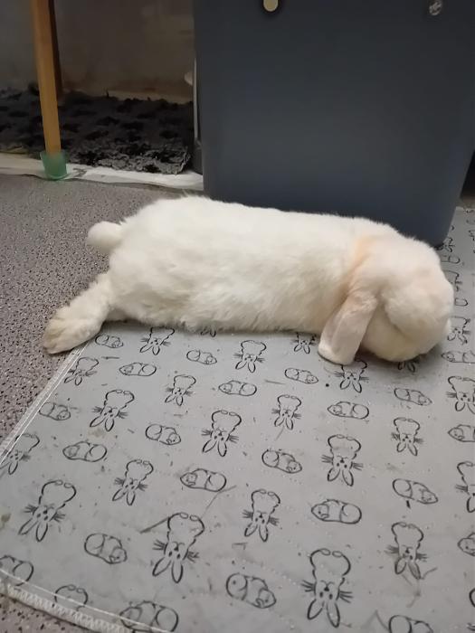 Klicke auf die Grafik f�r eine gr��ere Ansicht

Name:	IMG-20260329-WA0067.jpg
Hits:	0
Gr��e:	177,9 KB
ID:	216537