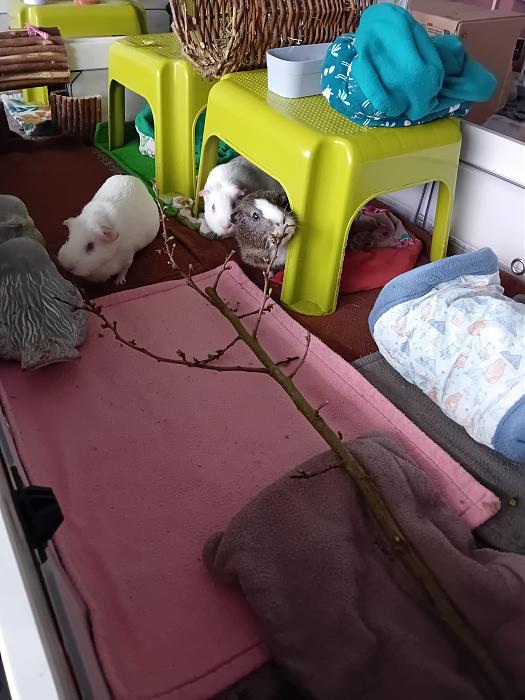 Klicke auf die Grafik f�r eine gr��ere Ansicht

Name:	IMG-20260329-WA0070.jpg
Hits:	0
Gr��e:	246,7 KB
ID:	216541